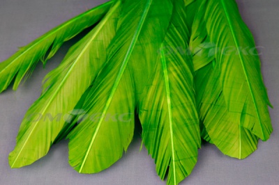 Декоративный Пучок из перьев, перо 24см/зеленый - купить в Абакане. Цена: 12.19 руб.