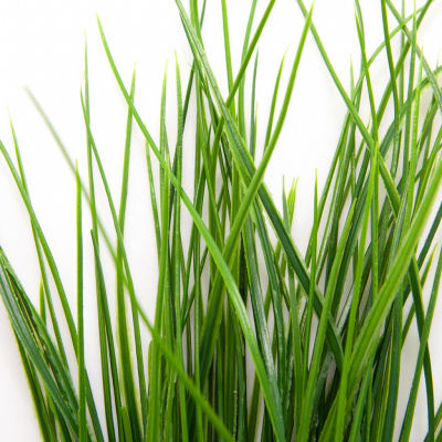 Трава искусственная -4, шт  (осока 50 см/8 см  7 листов)				 - купить в Абакане. Цена: 130.73 руб.
